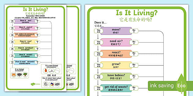 Big and Little Comparison Display Posters English/Mandarin Chinese