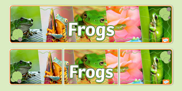 Frogs Photo Display Banner Professor Feito Twinkl