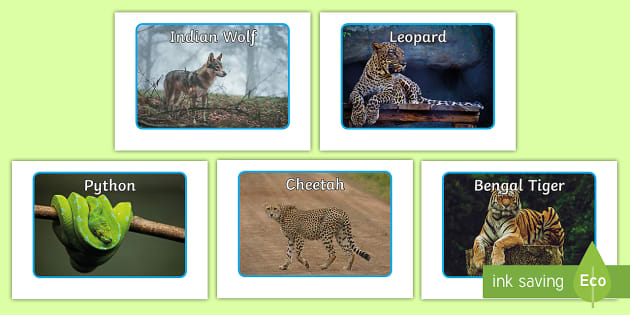 Indian Animals Display Photos | Twinkl Primary Resources