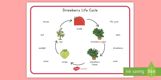 Strawberry Life Cycle Word Mat (teacher made) - Twinkl