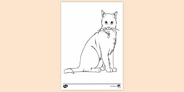 free-cat-colouring-colouring-sheets-teacher-made