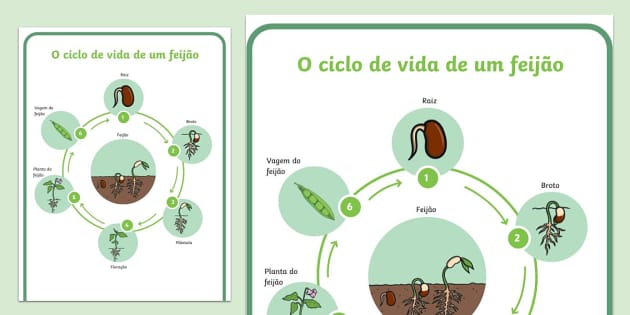 Póster: O Ciclo De Vida De Um Feijão (teacher Made)