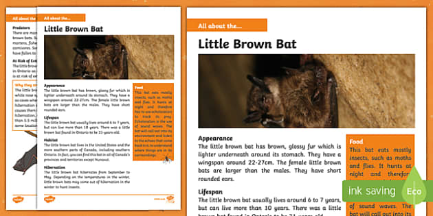 little brown bat shirt