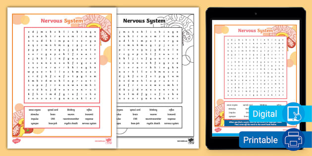 Nervous System Word Search for 3rd-5th Grade (teacher made)