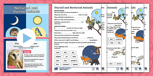 Ks1 Nocturnal And Diurnal Animals Lesson Pack Teacher Made