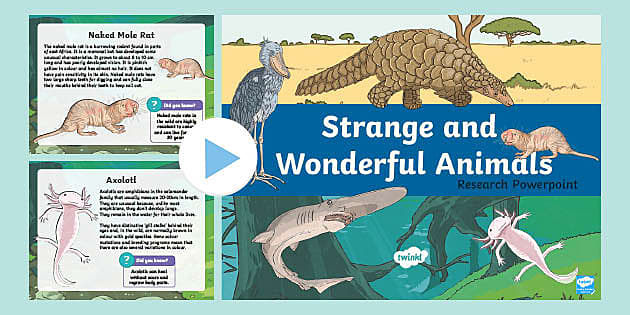 Strange and Unusual Animals Research PowerPoint - Twinkl