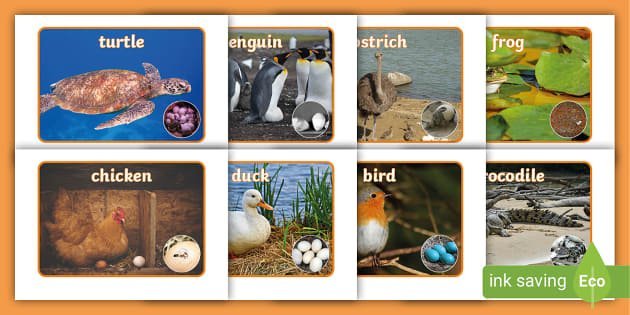 Animals That Hatch From an Egg Display Photos (Teacher-Made)