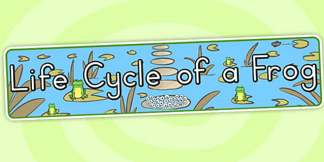 Life Cycle of a Frog Display Banner (teacher made) - Twinkl