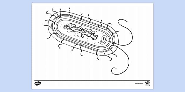 FREE! - Bacterial Cell Colouring | Colouring Sheets - Twinkl