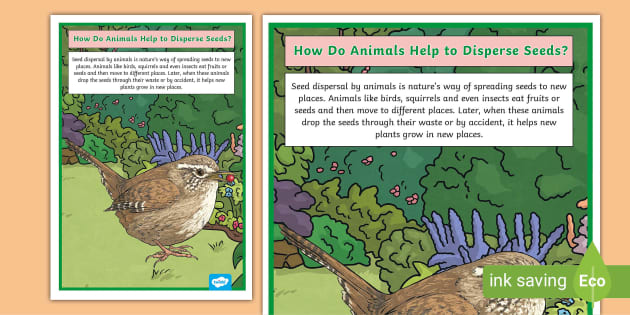 Seed Dispersal by Animals Display Poster (teacher made)