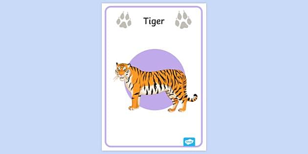 3D Model: Mammals - Tiger (teacher made) - Twinkl