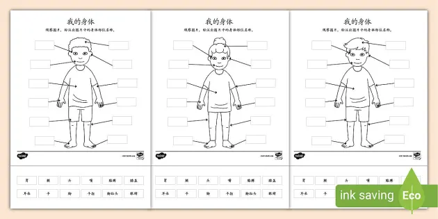 身体部位名称搭配卡片 华文拼音 Teacher Made