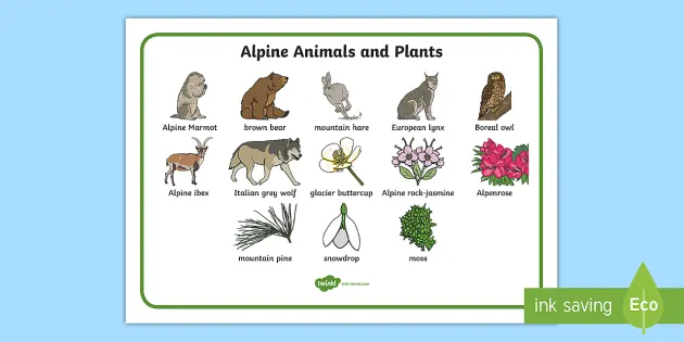 Alpine Animals and Plants Word Mat (teacher made) - Twinkl