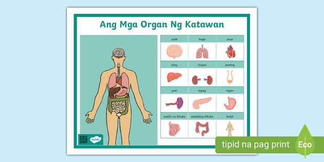 Ang Mga Organ Ng Katawan Kinder Twinkl Teacher Made