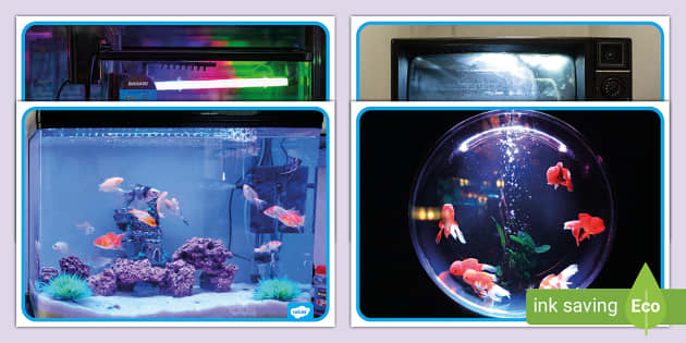 Fish Tanks Display Photo Pack (teacher made) - Twinkl
