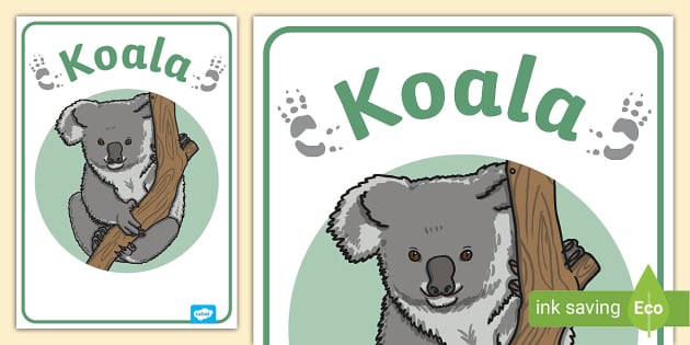 FREE! - Koala Poster | Educational Resource | Display | Twinkl