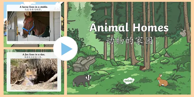 Animal Homes PowerPoint English/Mandarin Chinese - Animal Homes Powerpoint