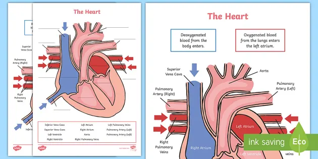 Simple Heart Diagram Labeling Activity Teacher Made