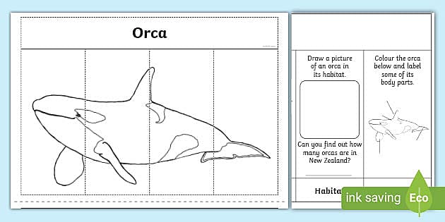 Orca Fact File Flap Book (teacher made) - Twinkl