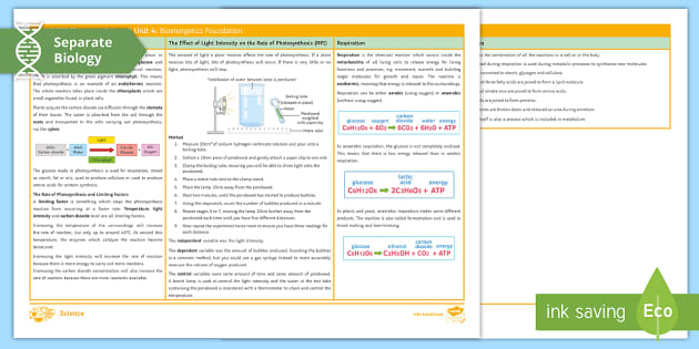 Bioenergetics Biology Revision Guide | AQA Biology | Beyond