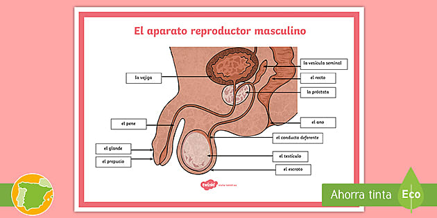 Póster: El aparato reproductor masculino