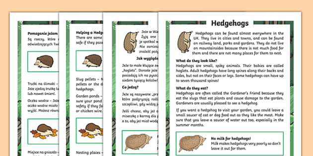 Hedgehogs Differentiated Fact File Polish Translation-Polish-translation