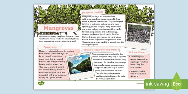 Mangrove Fact File (teacher made) - Twinkl