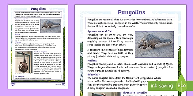 What is a Pangolin? – Pangolin Facts for Kids – Twinkl