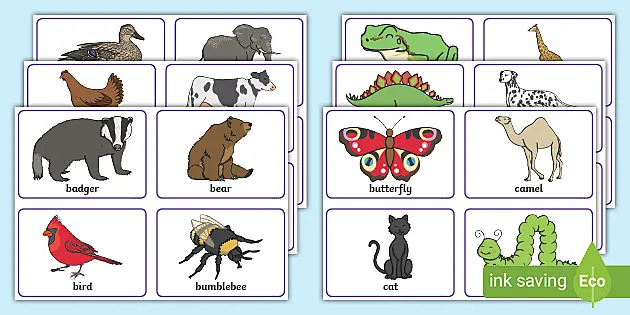 Animal Picture Flash Cards (teacher made) - Twinkl
