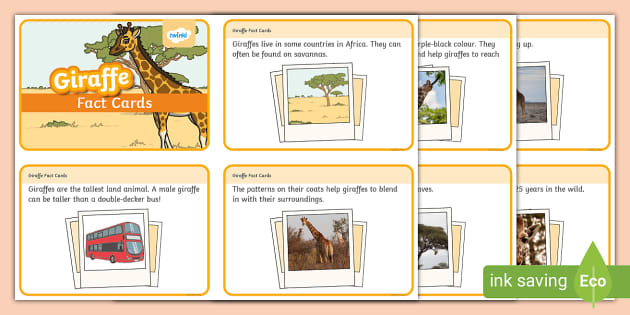 KS1 Giraffe Fact Cards (teacher made) - Twinkl