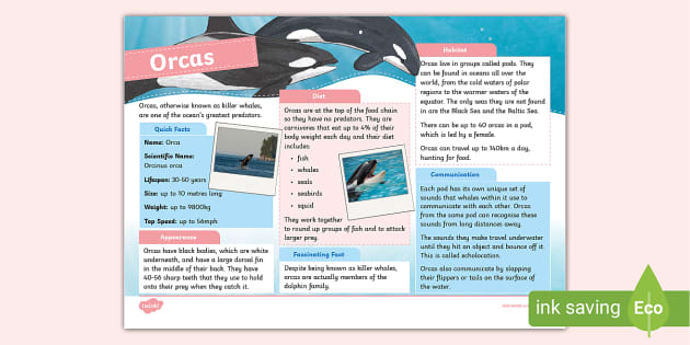 Orca Fact File - Animals - KS2 (teacher made) - Twinkl