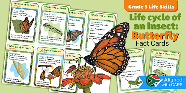 Gr3 Life Skills T2 Life Cycle of an Insect Fact Cards (CAPS)