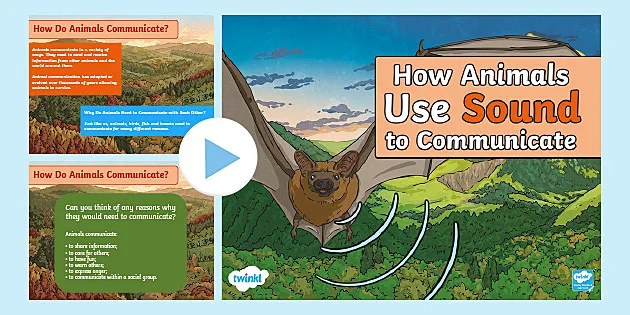 Animal Communication PowerPoint | CfE Resources | Twinkl