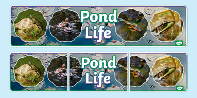 Pond Life Photo Display Banner (teacher made) - Twinkl