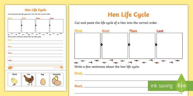 hen-life-cycle-sentence-writing-worksheet-worksheet