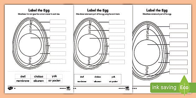 Label the Parts of an Egg Differentiated Activity for K-2nd Grade