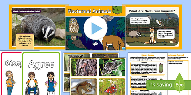 Outdoor Explorers KS1 Summer Lesson 4 Nocturnal Animals