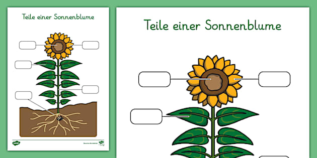 Teile einer Sonnenblume Beschriftung Arbeitsblatt Twinkl