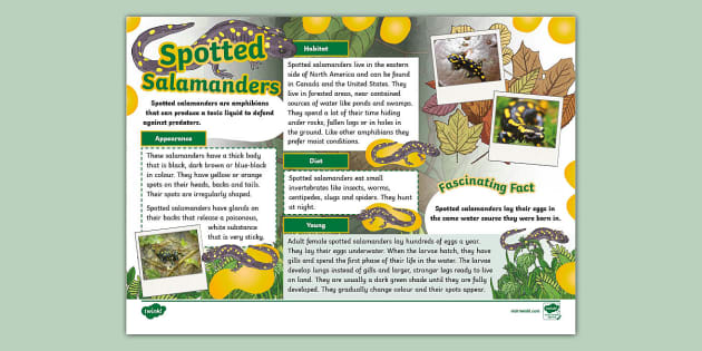 * NEW * Spotted Salamander Fact File - KS2 - Animals