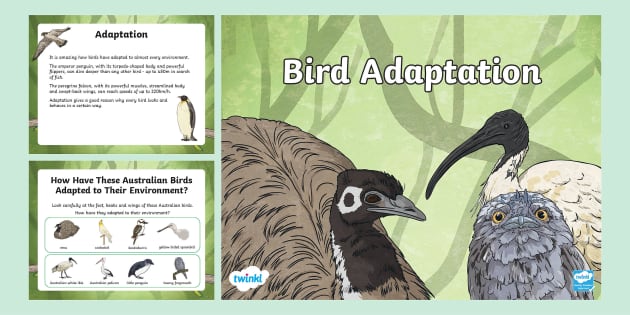 Bird Adaptations PowerPoint | Biological Sciences | Twinkl