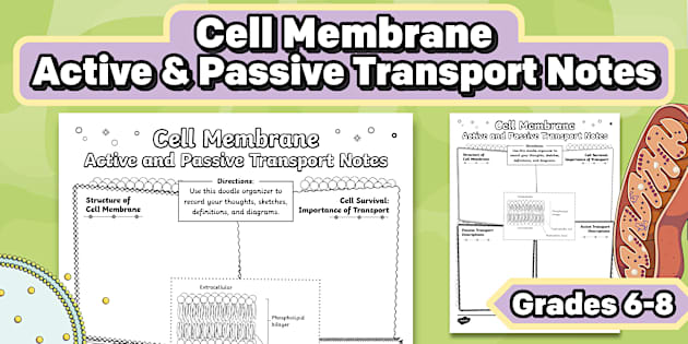 Cell Membrane Active and Passive Transport Notes Doodle Organizer for ...