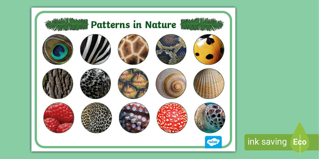Patterns in Nature Display Poster (teacher made) - Twinkl