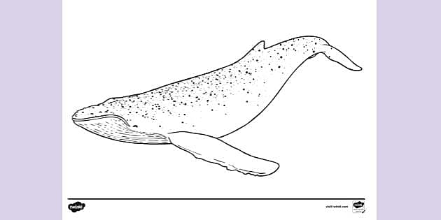humpback whale coloring sheet