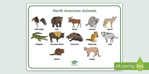 native american animals