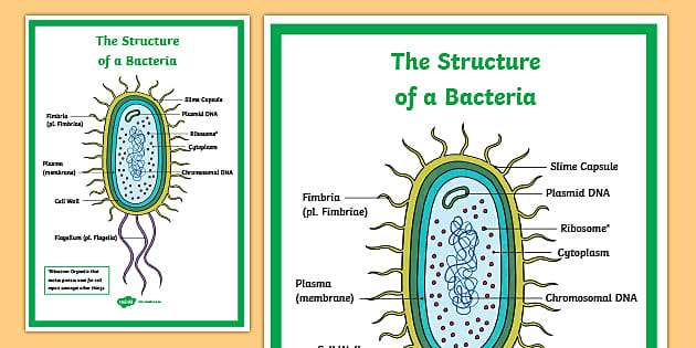 Bacteria Cell, Type & Parts - Lesson