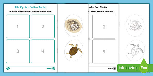 Book: The Life Cycle of a Sea Turtle-NLC – The Turtle Hospital