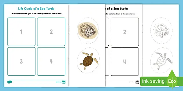 Life Cycle of A Sea Turtle Cut and Paste Activity