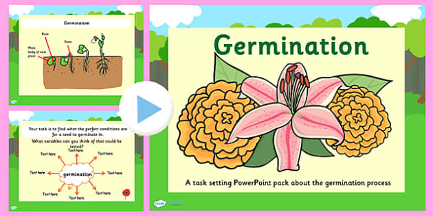 Germination Task Setter PowerPoint (teacher made)