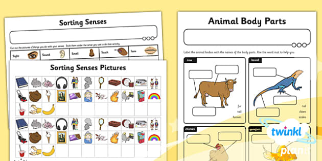 science animals including humans year 1 unit home learning