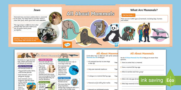 KS1 All About Mammals Fact File Activity Pack (teacher made)